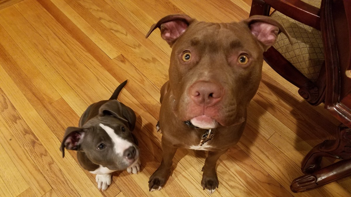 When Things Get Ruff – Love, Hope and Borders